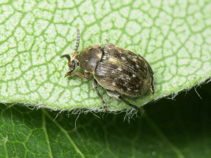 Bruchus atomarius (Linnaeus, 1761)